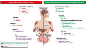 What Is the Best Peptide for Weight Loss and Muscle Gain? A Guide